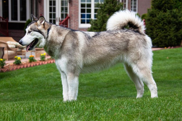 races de chien dans les livres