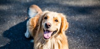 races de chien qui sont très sensibles