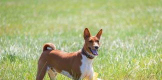 races de chien très solitaires