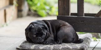 races de chien aller souvent chez le vétérinaire