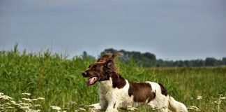 Comment faire pour calmer votre chien