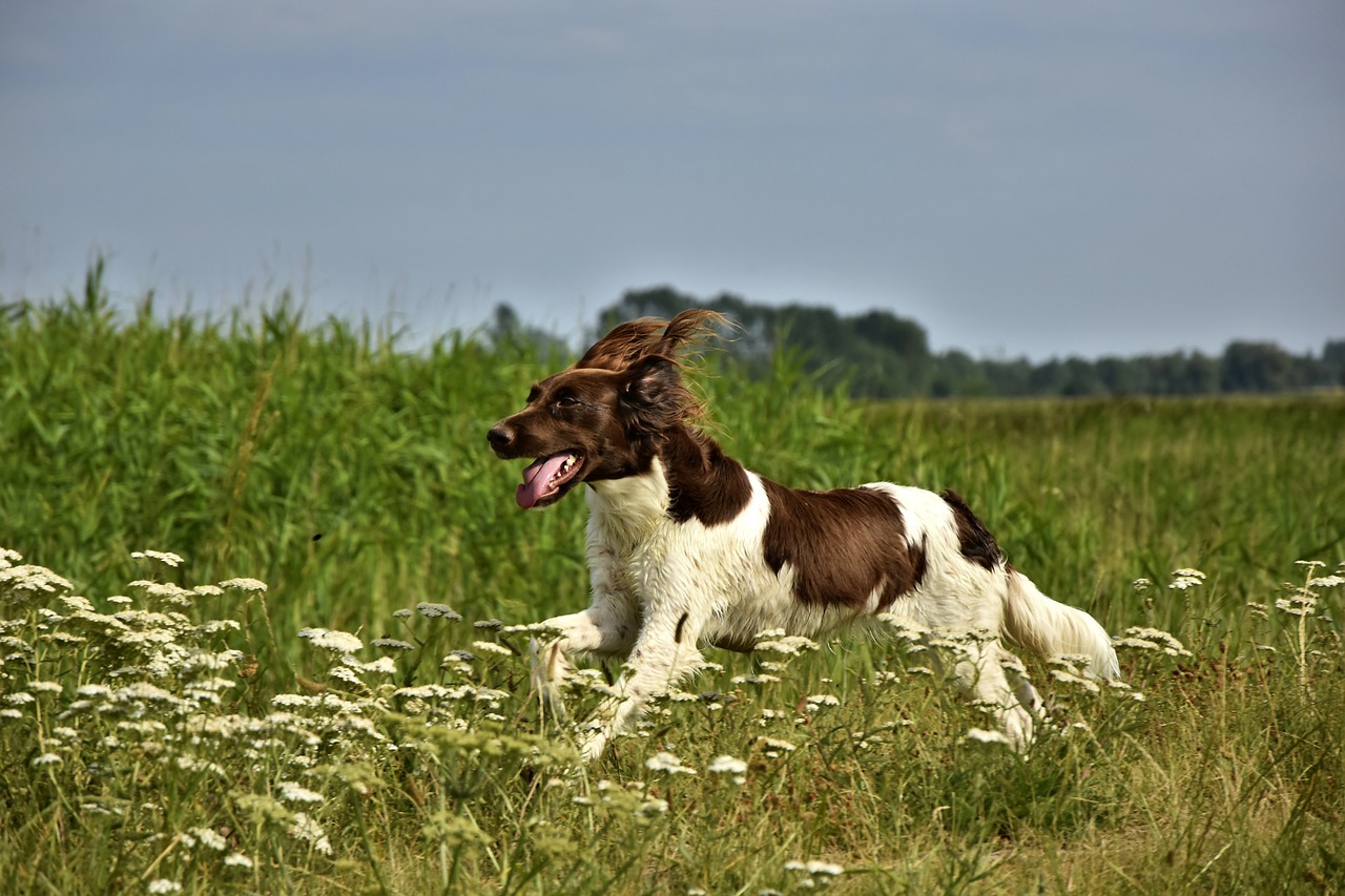 Comment faire pour calmer votre chien