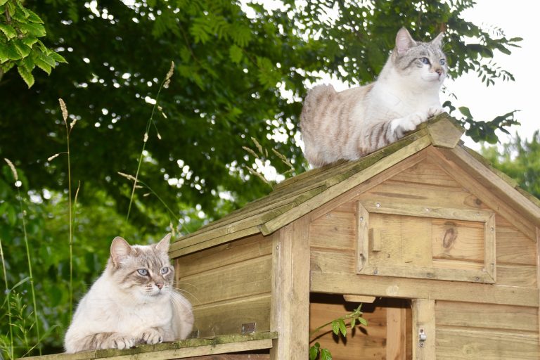 9 races de chat qui ne s’en prennent pas aux poules