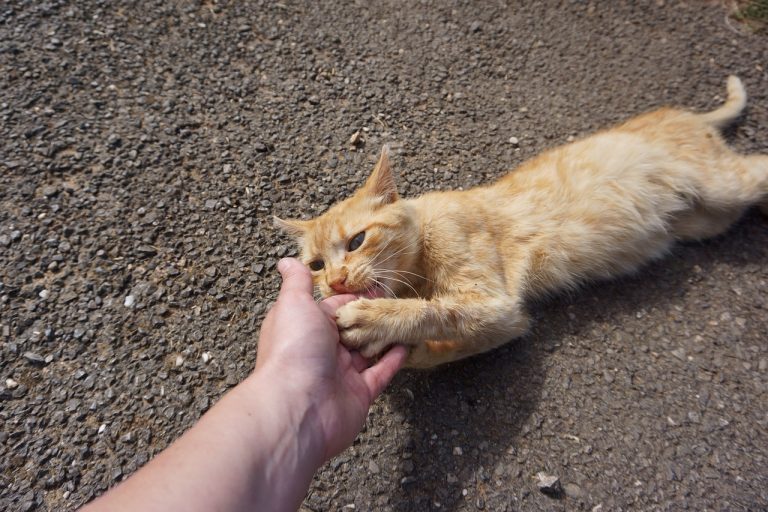 chat arrête de vous mordre