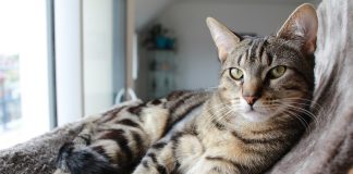 votre chat soit heureux en appartement