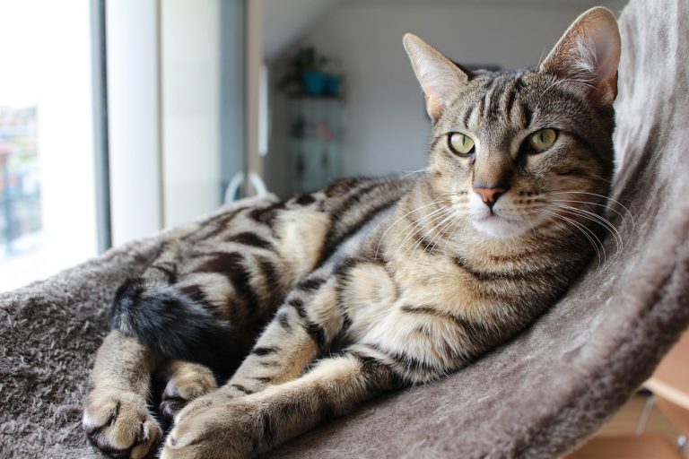 votre chat soit heureux en appartement