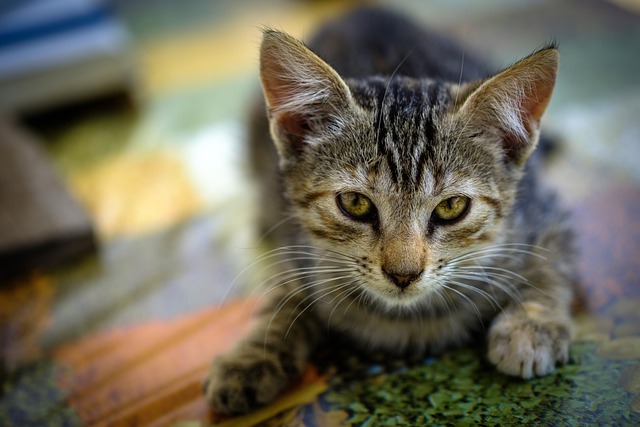 savoir si votre chat s’ennuie