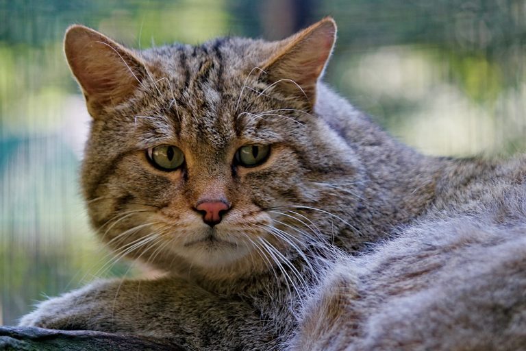 Comment savoir si votre chat souffre de la solitude ?