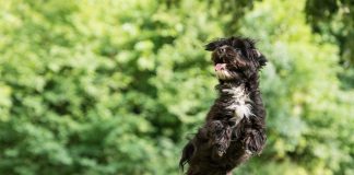 votre chien arrête de sauter