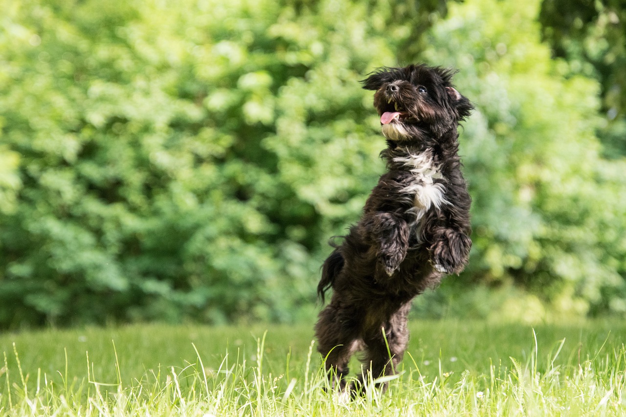 votre chien arrête de sauter