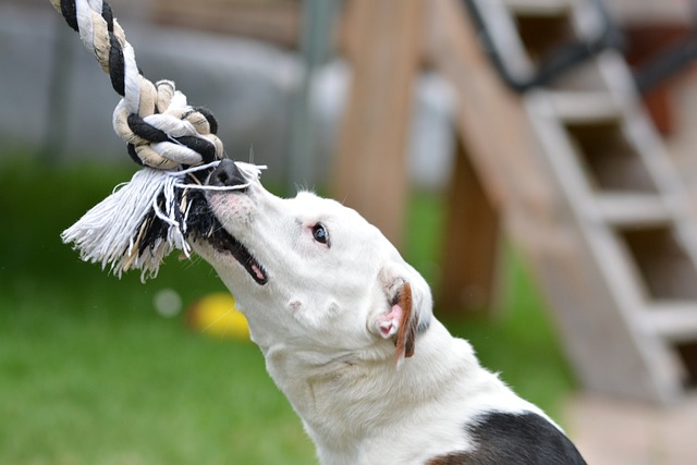 chien pas mordiller