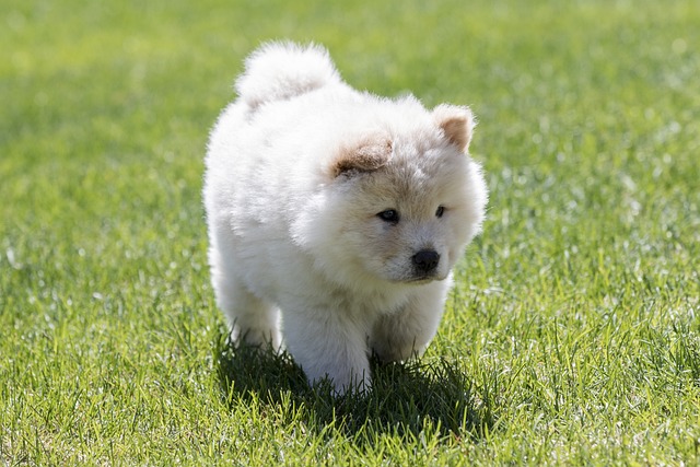 chiens adorent câlins