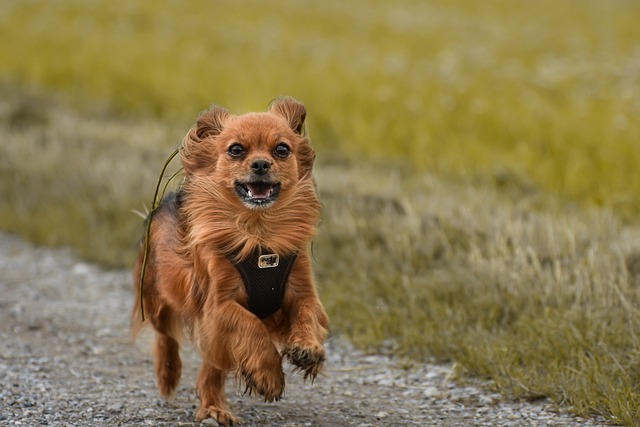 Comment calmer votre chien