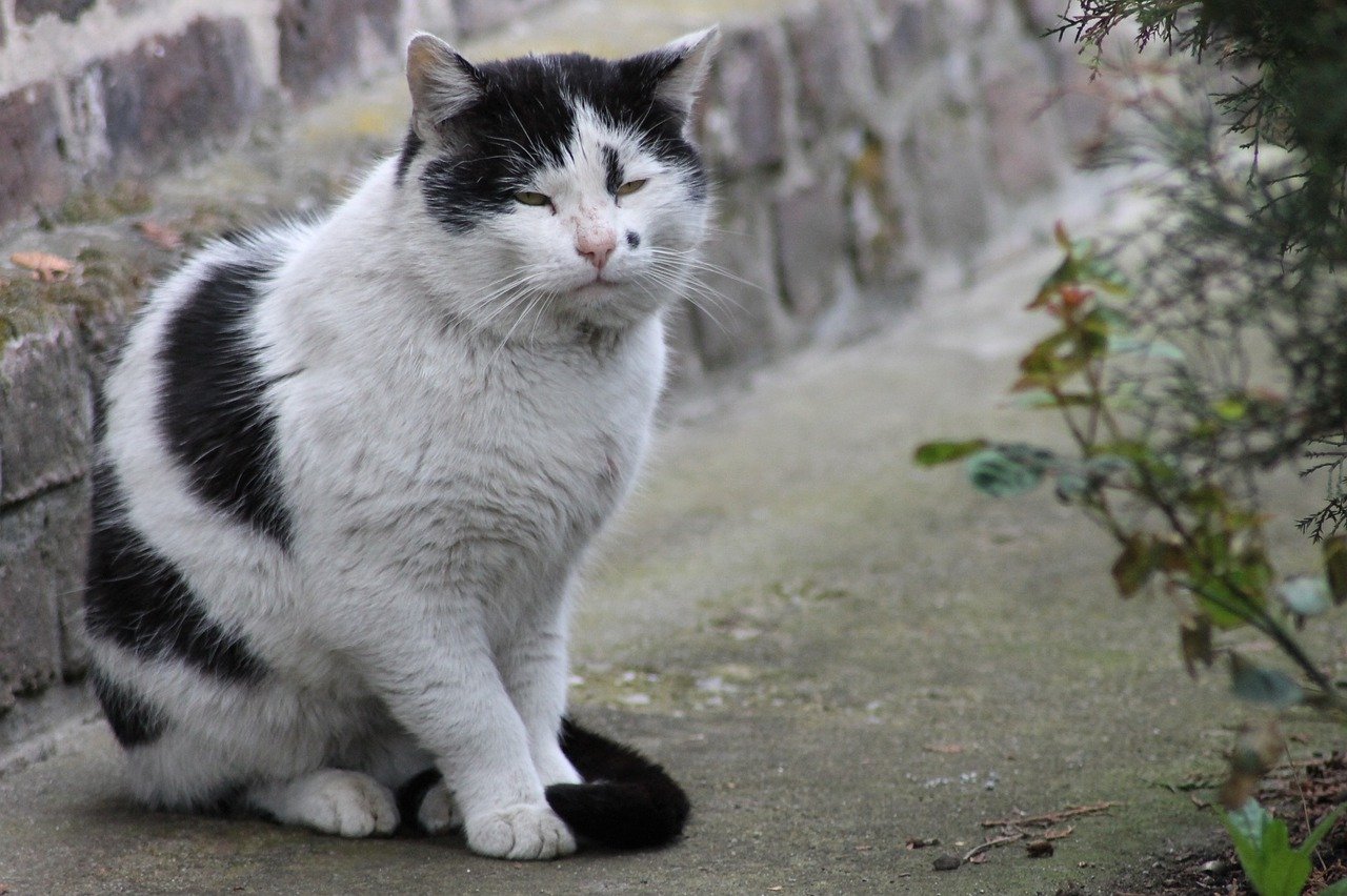 faire pour que votre chat vive plus longtemps