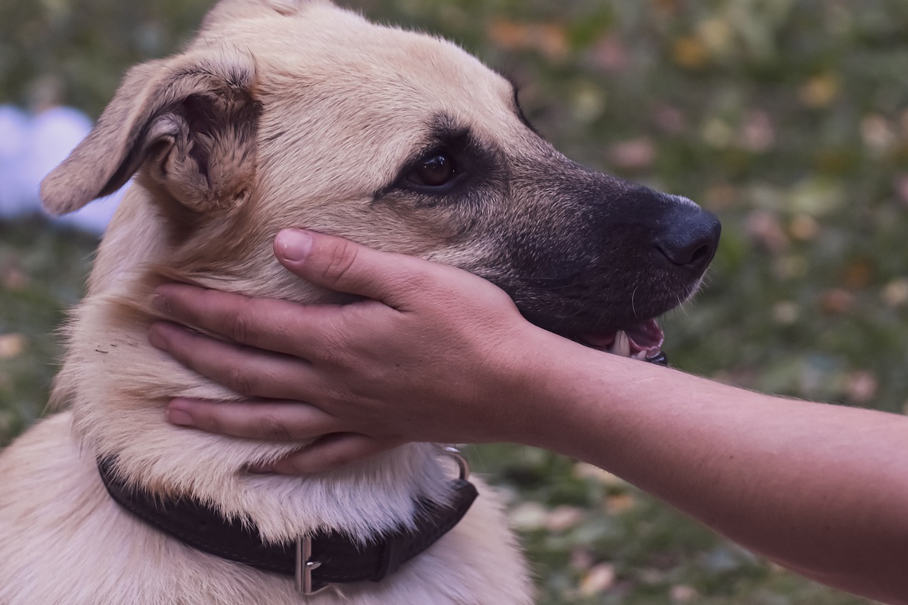 comment chien accepte les caresses