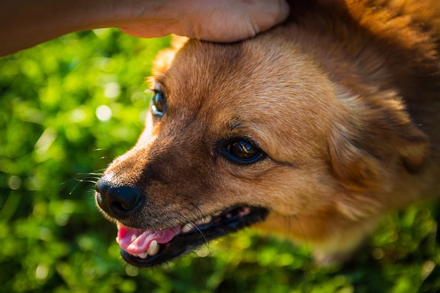 comment faire chien soit plus affectueux