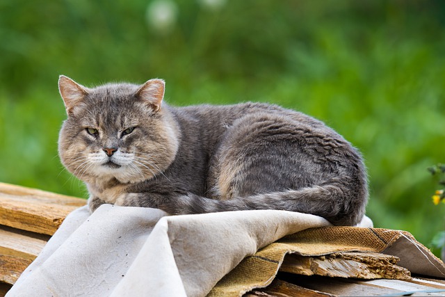 comment faire pour que votre chat vive plus longtemps