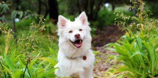 Comment rendre votre chien heureux