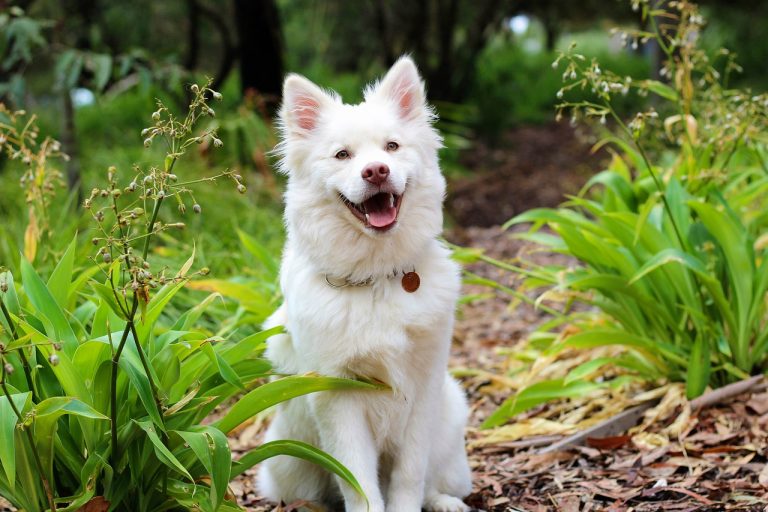 Comment rendre votre chien heureux