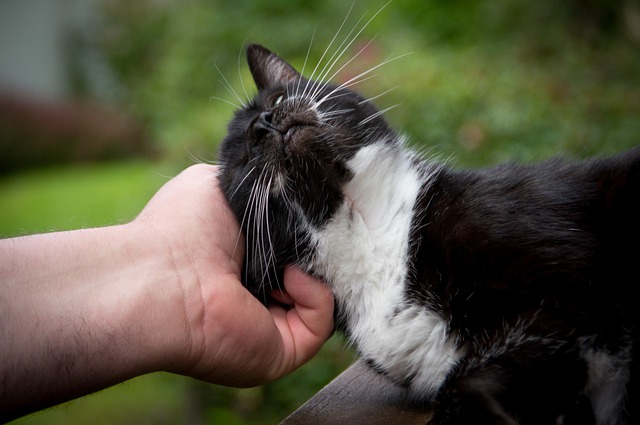 savoir si votre chat vous aime