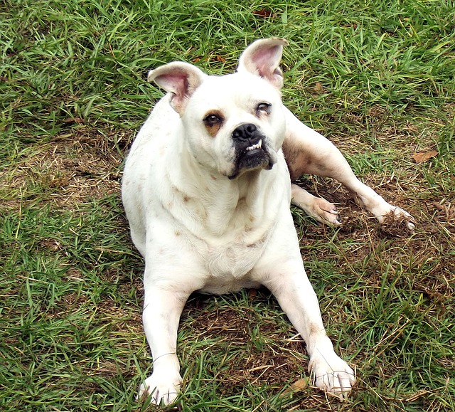 comment savoir si votre chien est stressé