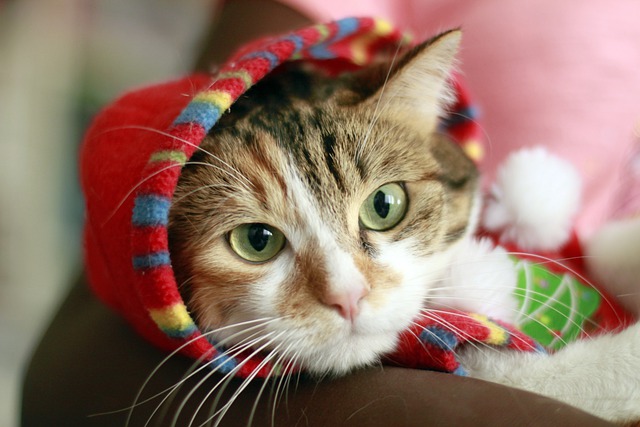 faire chat se sente bien à la maison