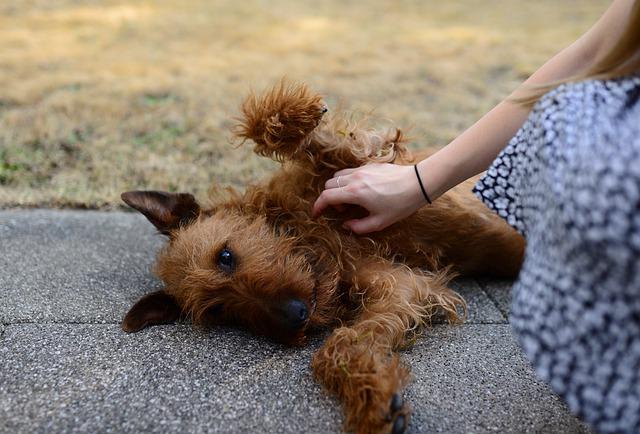 faire comment chien accepte les caresses