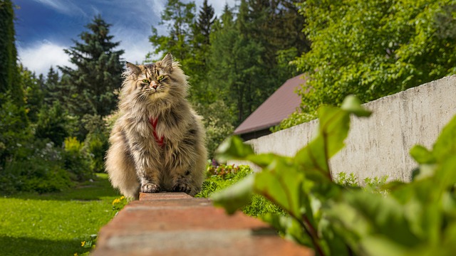 race de chat adore aventure