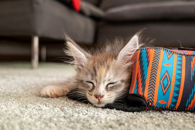 races de chat s’adaptent toutes les situations