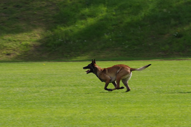 race de chien adore activités sportives