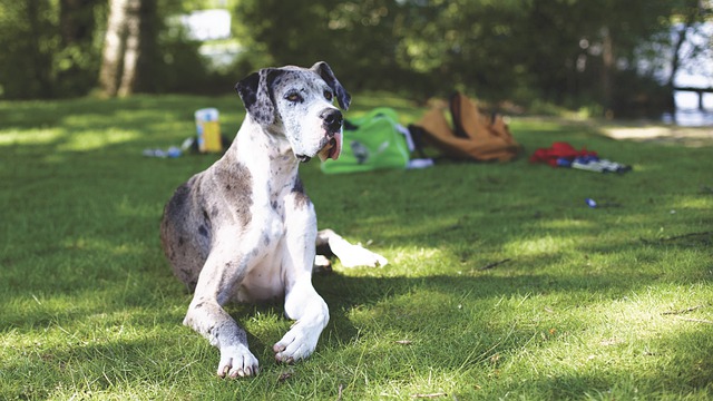 race chien avoir confiance