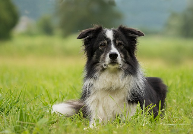 race chien élégante