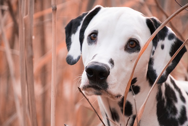 race de chien plus obstinées