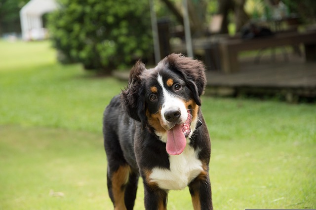 race de chien parfaite avec bébé