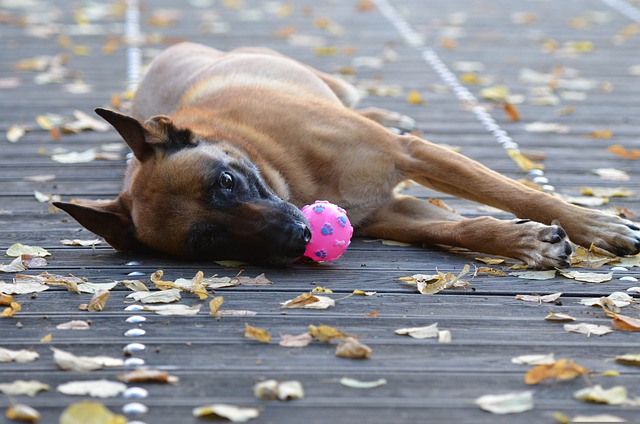 race de chien soumise