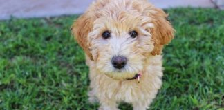 race de chien aller souvent chez le toiletteur