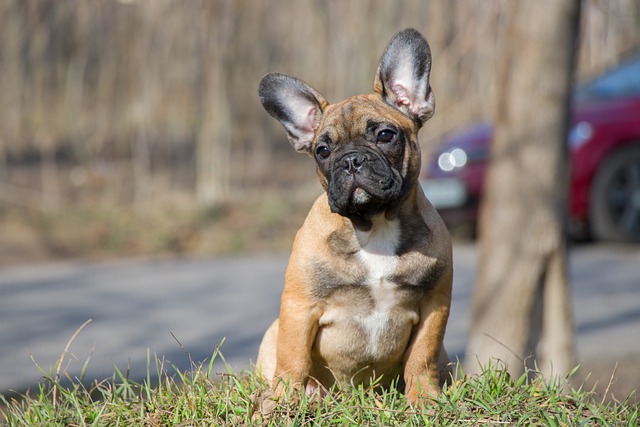 race de chien vivre n’importe quel animal