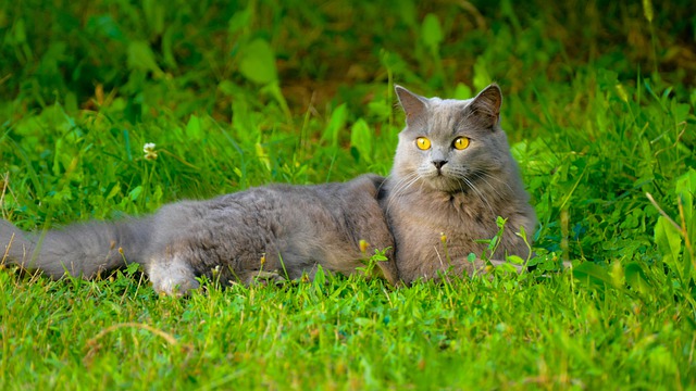 race de chat la plus élégante