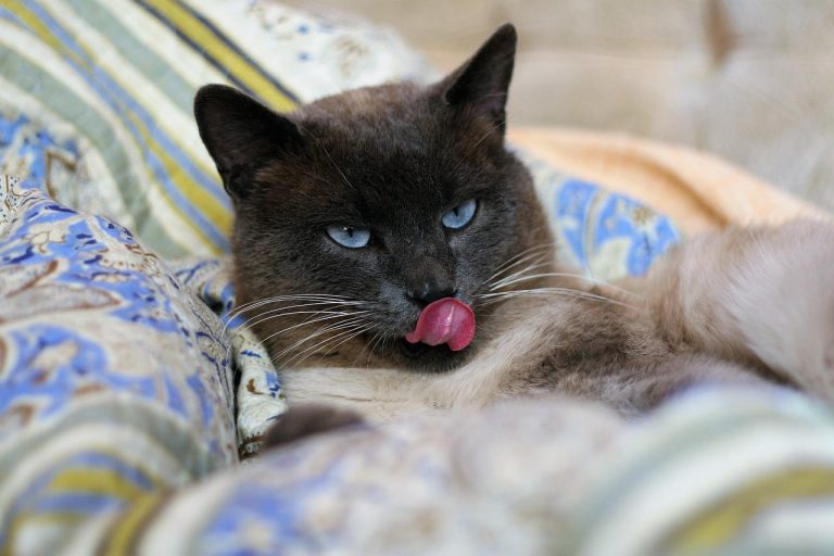 race de chat vrais pots de colle