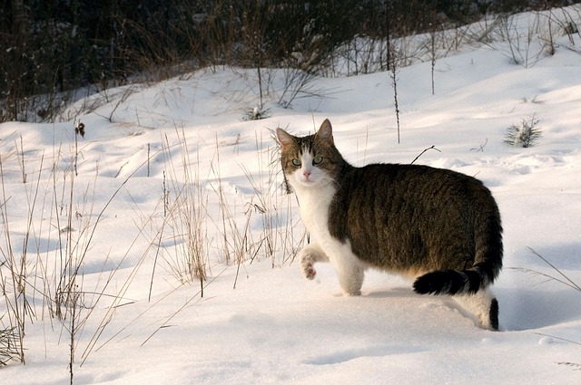 race de chat qui préfère l’hiver