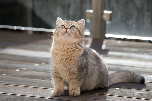 race de chat vole nourriture