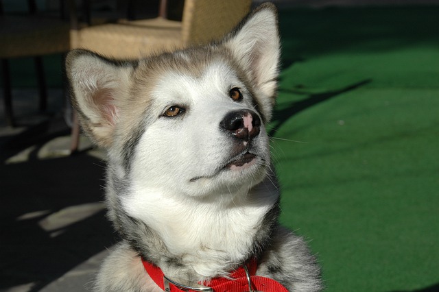 races de chien les plus obstinées