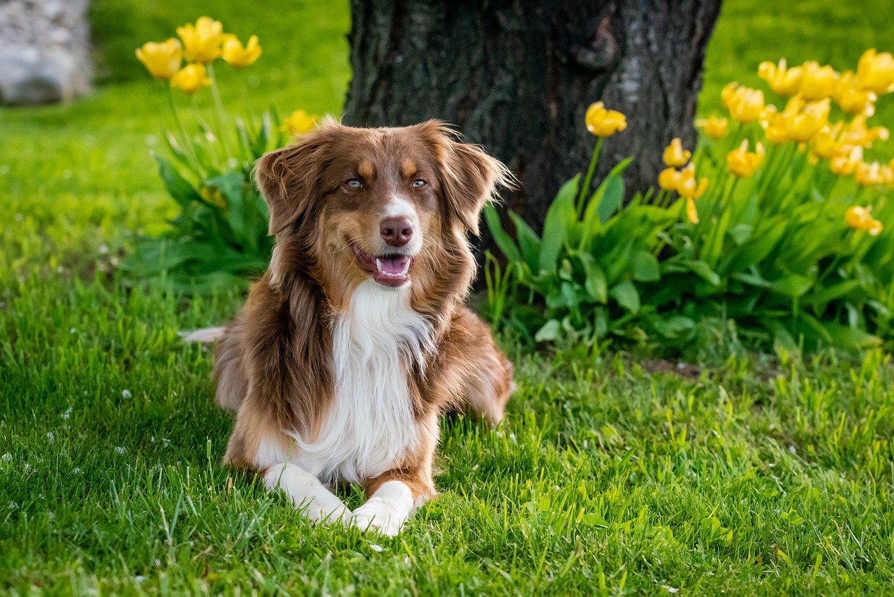 race de chien garde les poules