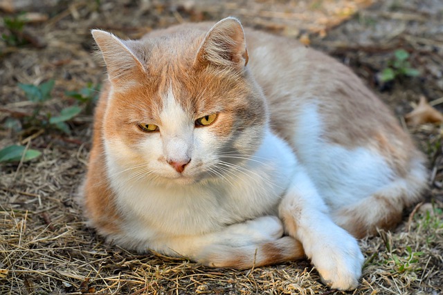 races de chat faire confiance