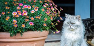 races de chat aiment pas les activités physiques