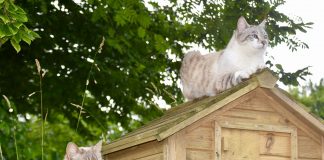 races de chat qui attaquent les poules