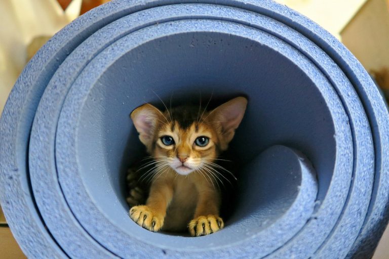 races de chat les plus débrouillardes