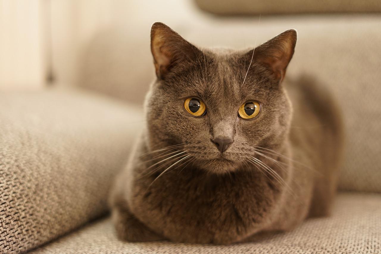 races de chat les plus élégantes