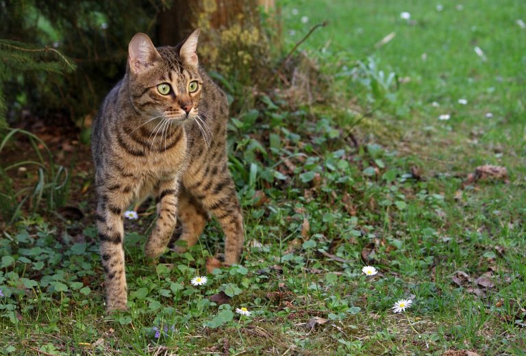 races de chat les plus furtives