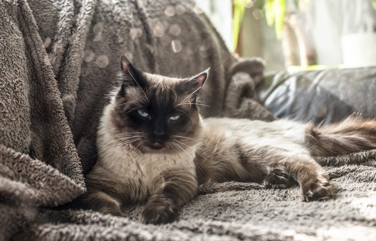 races de chat idéales pour les citadins